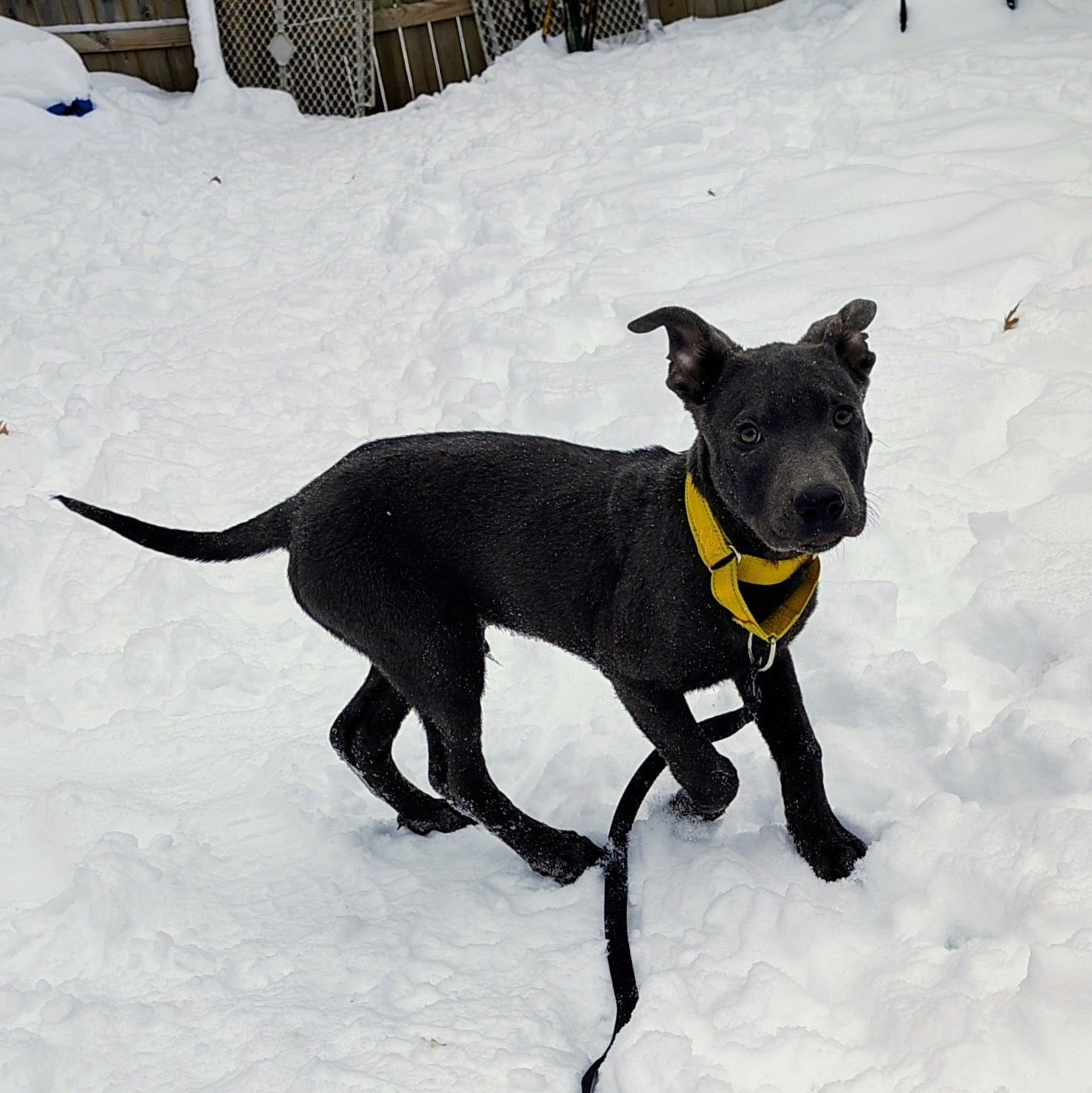 ROCKY - Shepherd / Pit Bull Terrier available for adoption