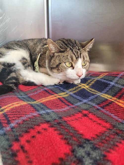 GABRIELLE - Domestic Short Hair available for adoption