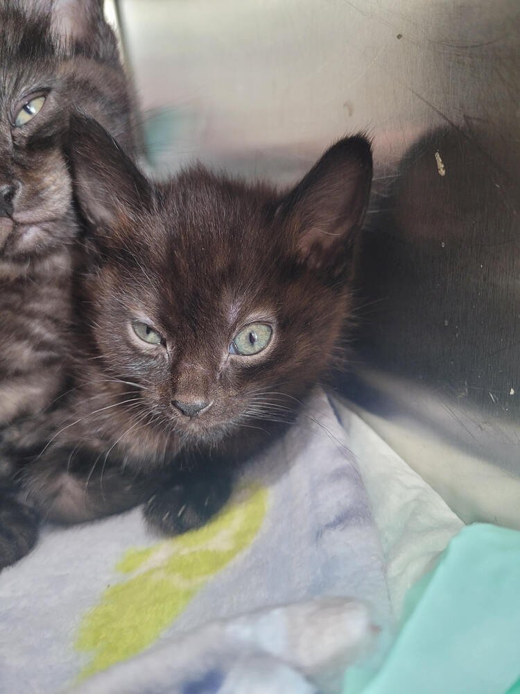 PENNY - Domestic Short Hair available for adoption