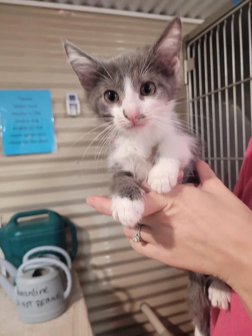 SILVERBELL - Domestic Short Hair available for adoption