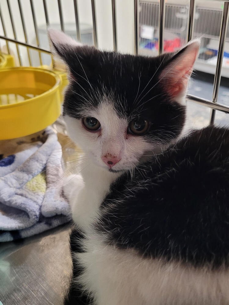 CLYDE - Domestic Short Hair available for adoption