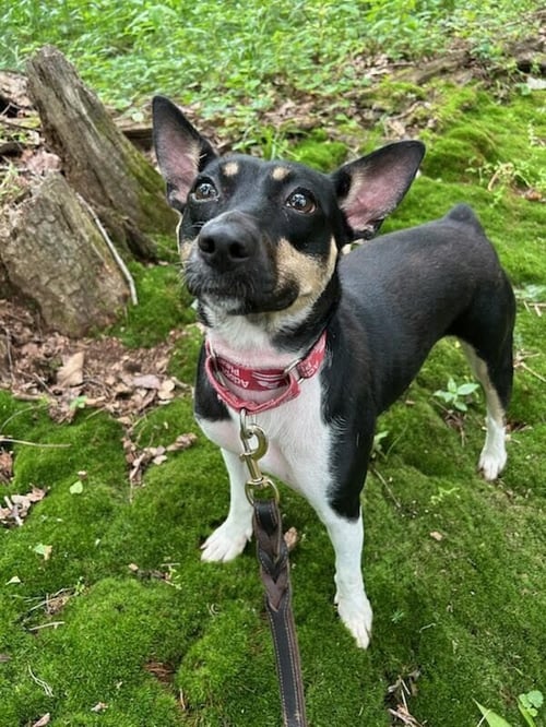 ROXIE - Rat Terrier available for adoption