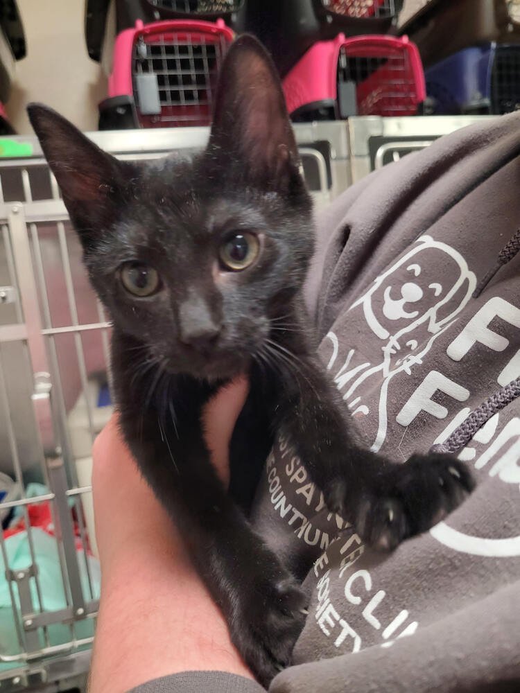 TIMOTHY - Domestic Short Hair available for adoption