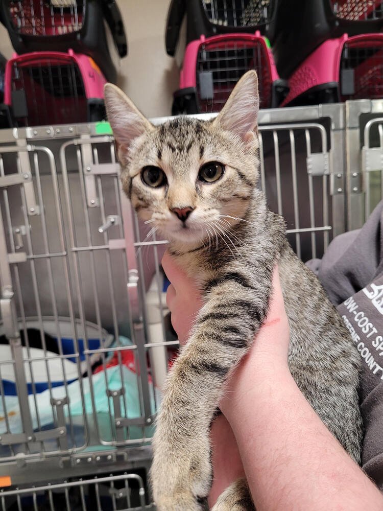 TOBIAS - Domestic Short Hair available for adoption