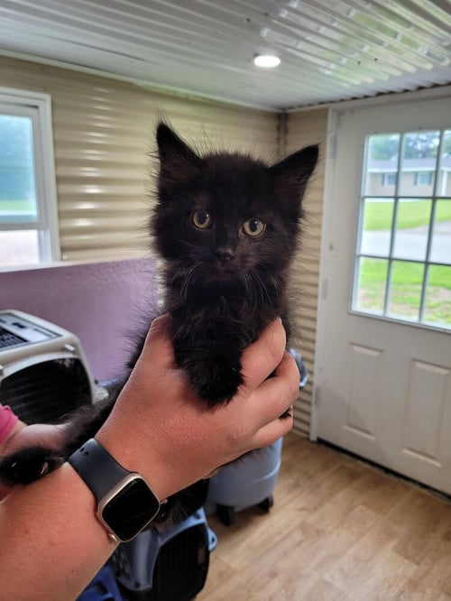 RUTH - Domestic Long Hair available for adoption