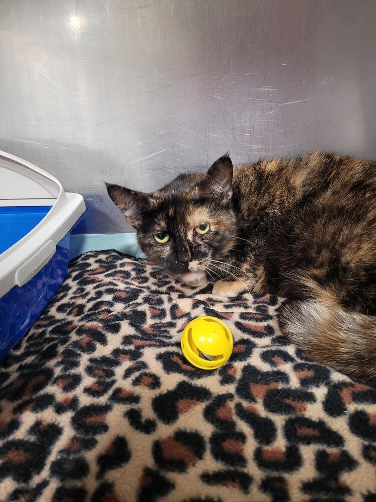 TORTELINI - Domestic Short Hair available for adoption