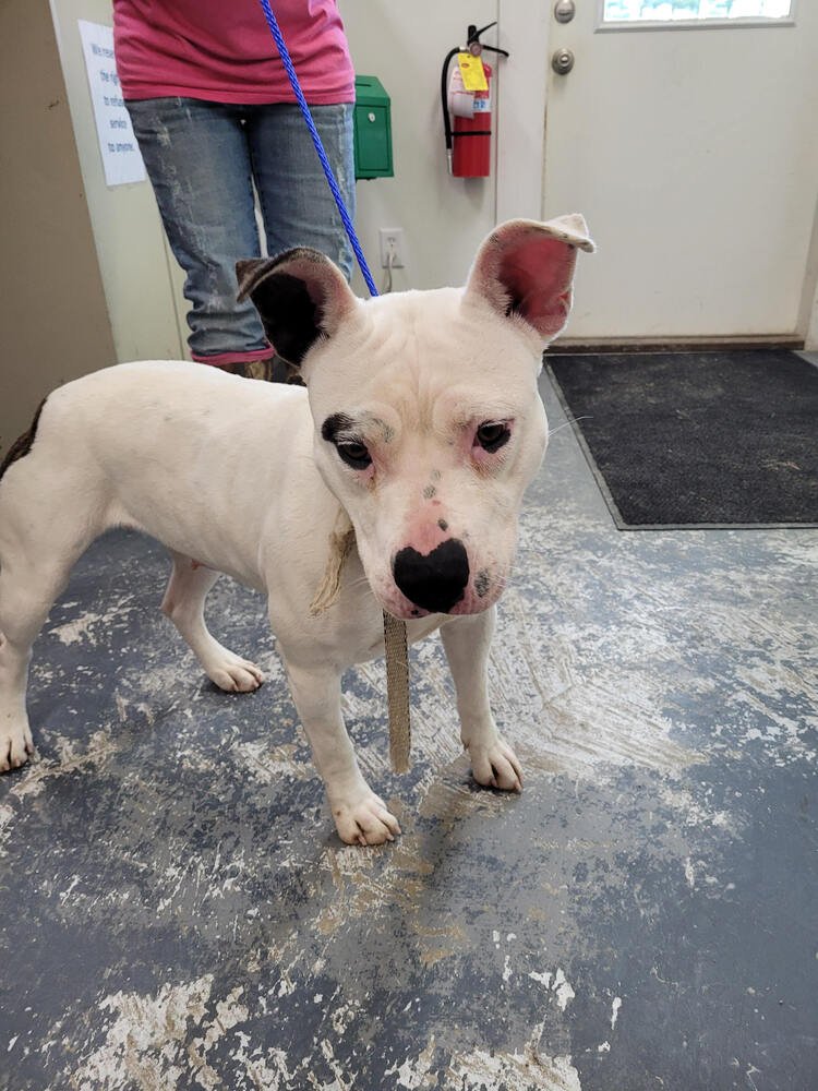 RUBY - Pit Bull Terrier available for adoption