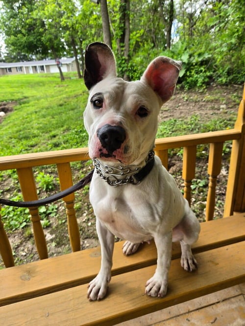 RUBY - Pit Bull Terrier available for adoption