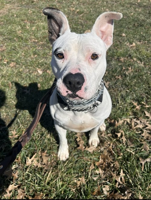 RUBY - Pit Bull Terrier available for adoption