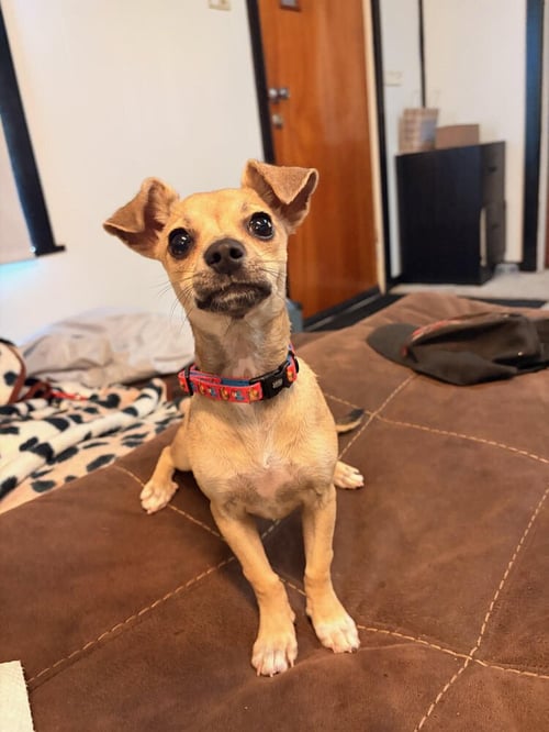 LONDON - Chihuahua available for adoption
