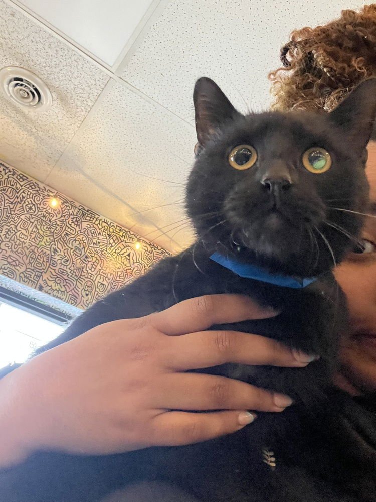 BATMAN - Domestic Medium Hair available for adoption