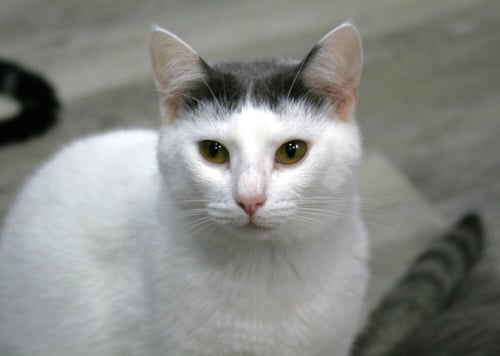 NIKO - Domestic Short Hair available for adoption