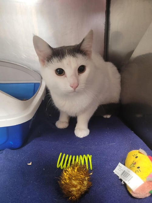 NIKO - Domestic Short Hair available for adoption