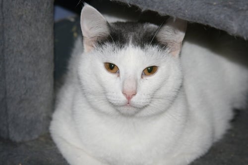 NIKO - Domestic Short Hair available for adoption