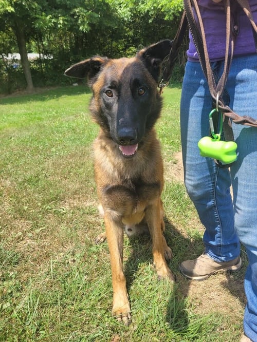 OPIE - Belgian Shepherd Malinois available for adoption