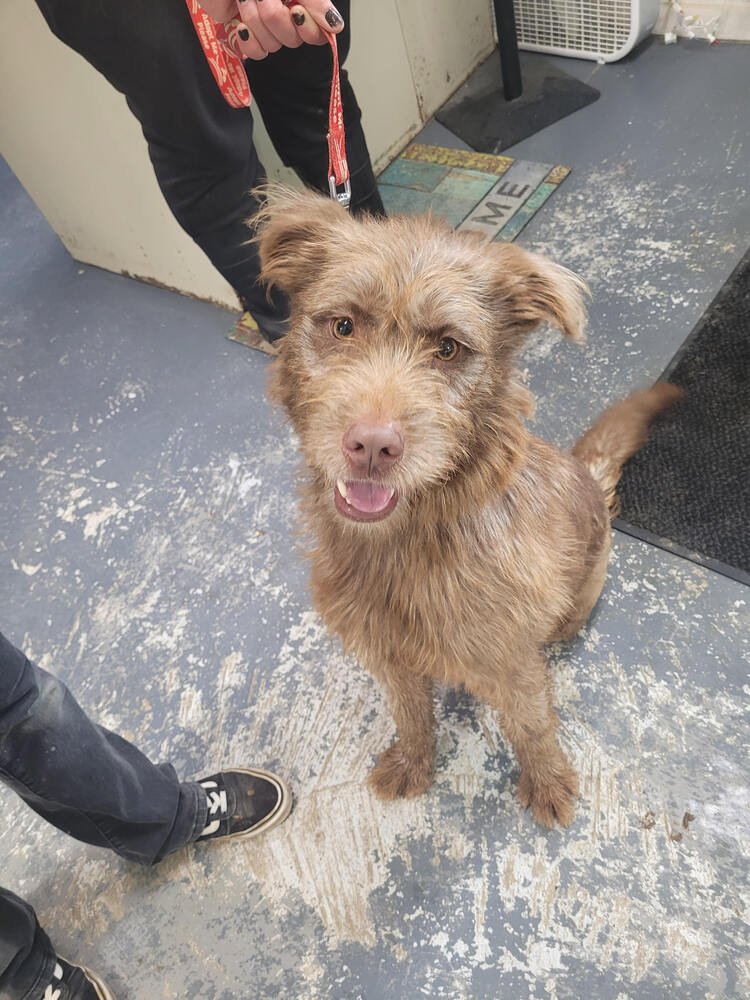 WILSON - Terrier available for adoption