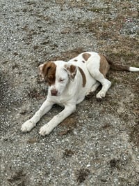 Opal - Photo 1