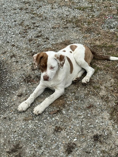 OPAL - Pit Bull Terrier available for adoption