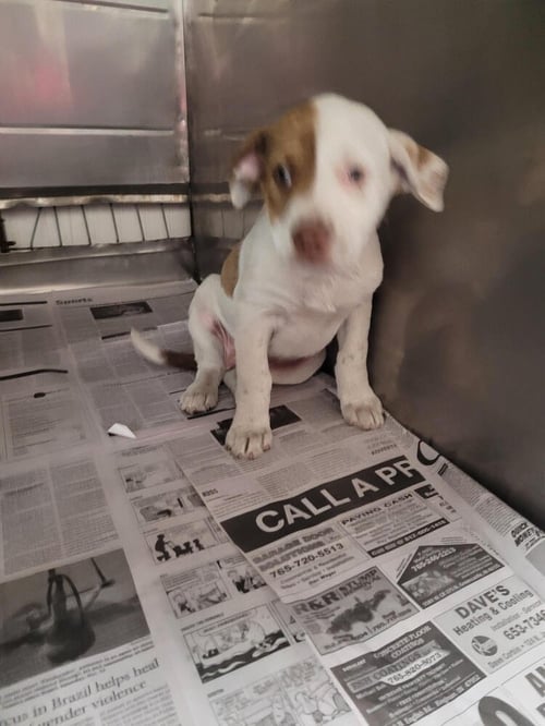OPAL - Pit Bull Terrier available for adoption
