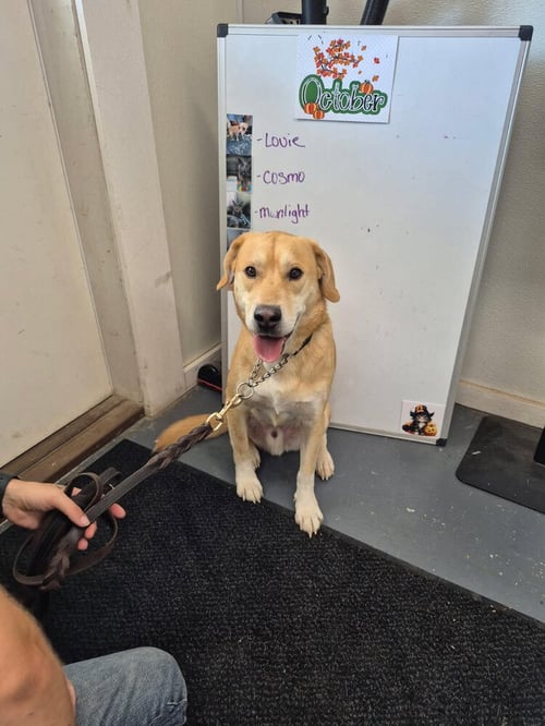 FRAPPE - Labrador Retriever available for adoption