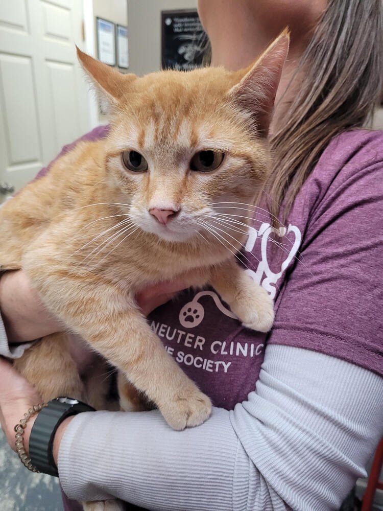 DOROTHY - Domestic Short Hair available for adoption