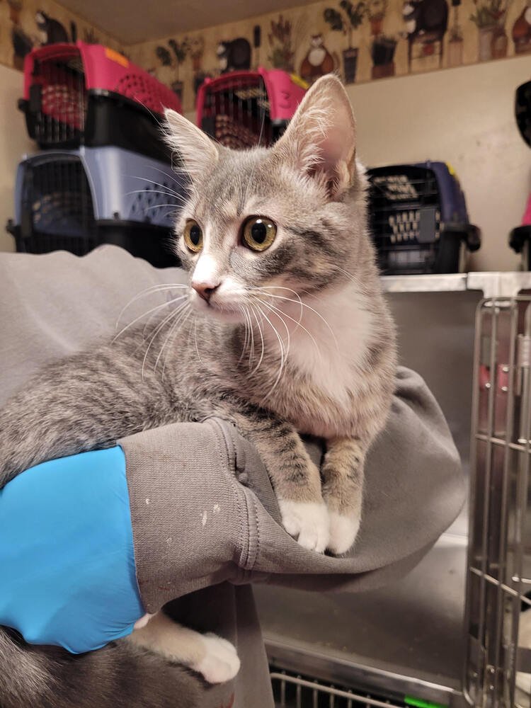 SHEBA - Domestic Short Hair available for adoption