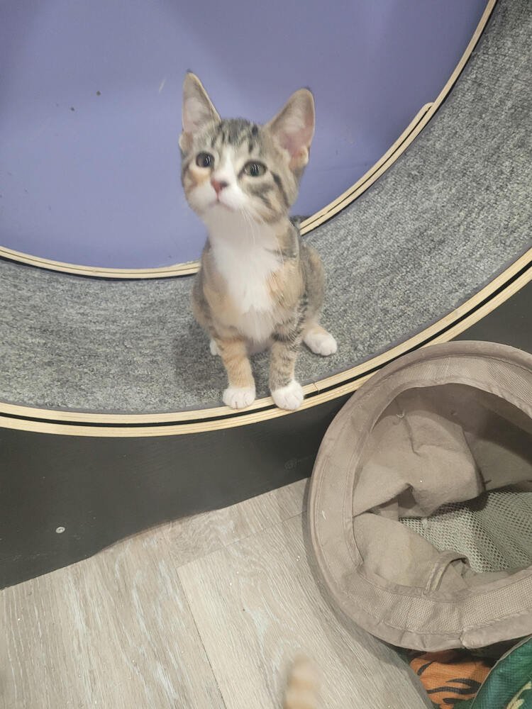 TAMMY - Domestic Short Hair available for adoption