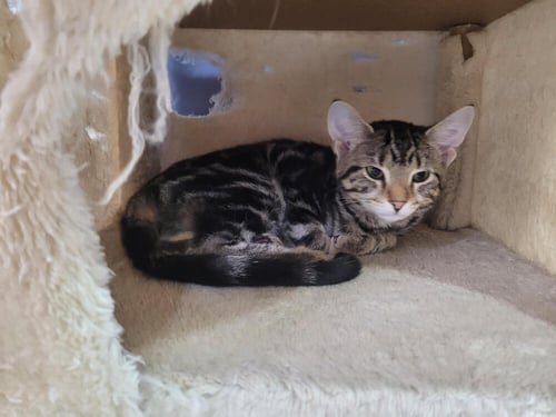 BISCUIT - Domestic Short Hair available for adoption