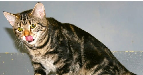BISCUIT - Domestic Short Hair available for adoption