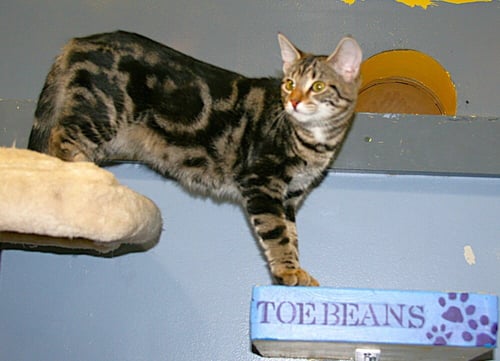 BISCUIT - Domestic Short Hair available for adoption