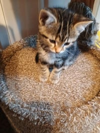 Biscuit - Photo 2