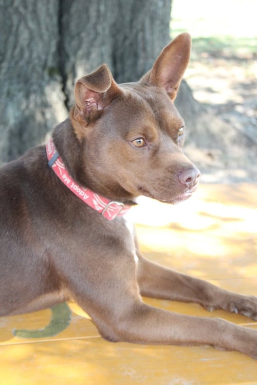 DALTON - Pit Bull Terrier available for adoption
