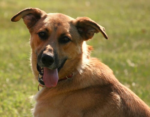 TOOGER - LONGEST CANINE RESIDENT - Shepherd available for adoption