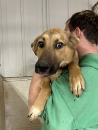 Tooger - Longest Canine Resident - Photo 3