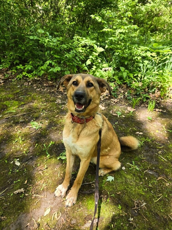 Tooger - Longest Canine Resident Image
