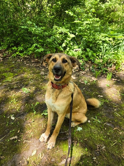 TOOGER - LONGEST CANINE RESIDENT - Shepherd available for adoption