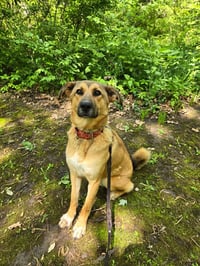 Tooger - Longest Canine Resident - Photo 2
