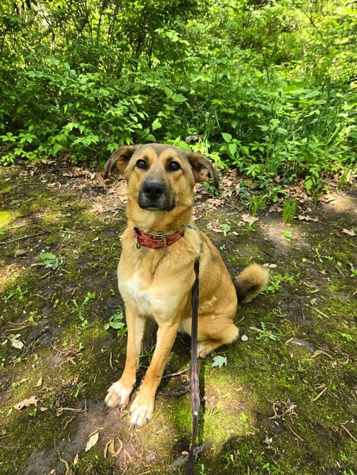 TOOGER - LONGEST CANINE RESIDENT - Shepherd available for adoption