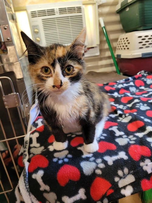 CASSIE - Domestic Short Hair available for adoption