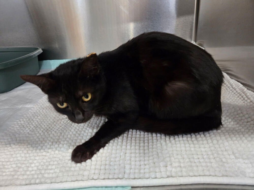 MIRA - Domestic Short Hair available for adoption