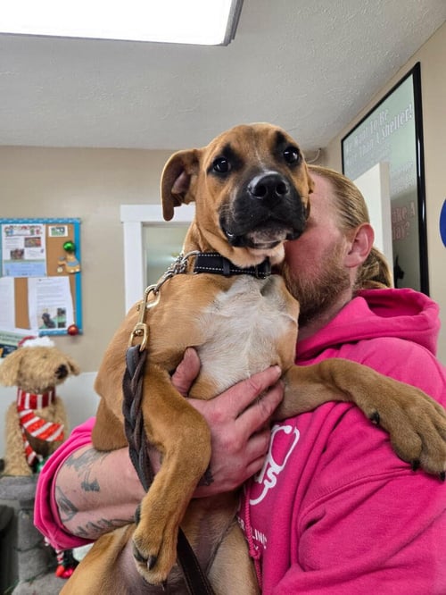 TANK - Shepherd available for adoption