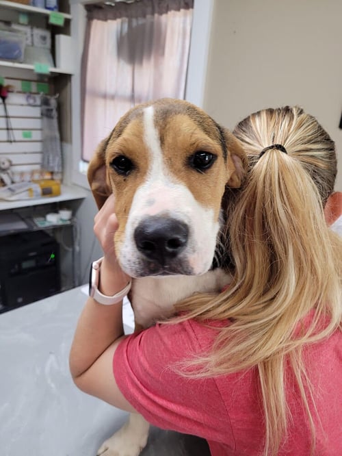 FARLEY - Hound available for adoption