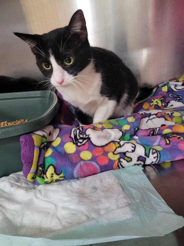 ROSEANNE - Domestic Short Hair available for adoption