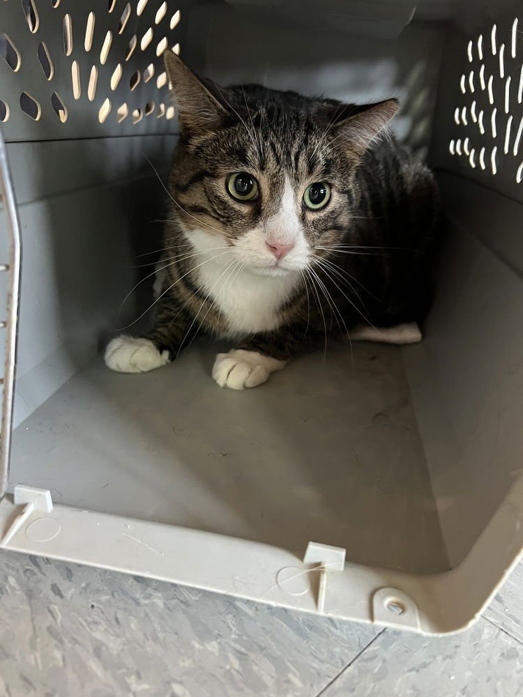 JASPER - Domestic Short Hair available for adoption