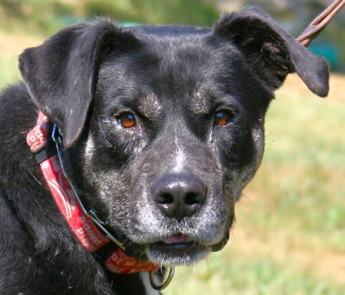 BOOMIE - Labrador Retriever available for adoption