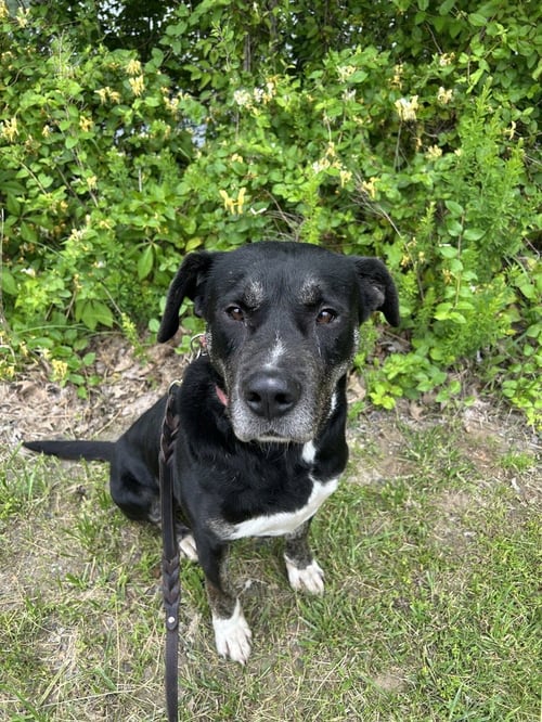 BOOMIE - Labrador Retriever available for adoption