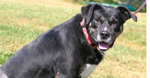 BOOMIE - Labrador Retriever available for adoption