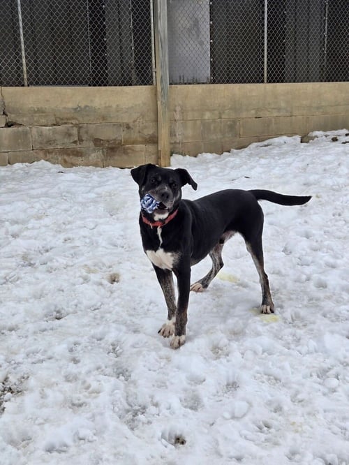 BOOMIE - Labrador Retriever available for adoption