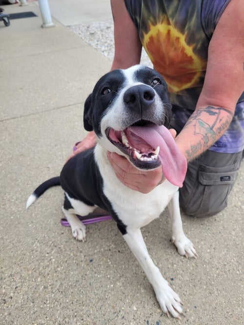 SUNSHINE - Labrador Retriever available for adoption