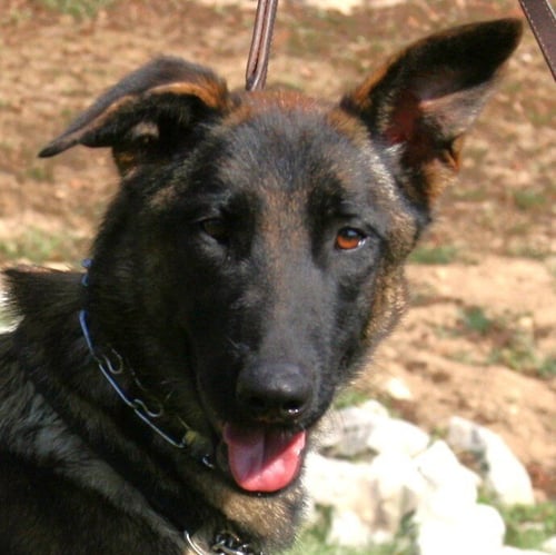 JASMINE - Belgian Shepherd Malinois available for adoption